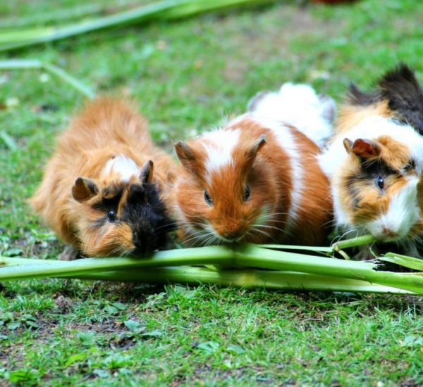 Guinea pigs eating on a lawn