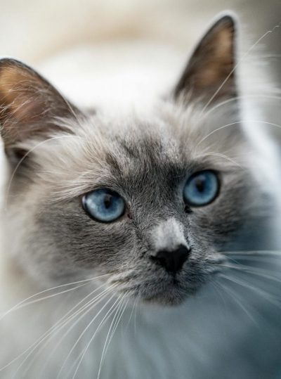 blue eyed cat Blue eyed cat