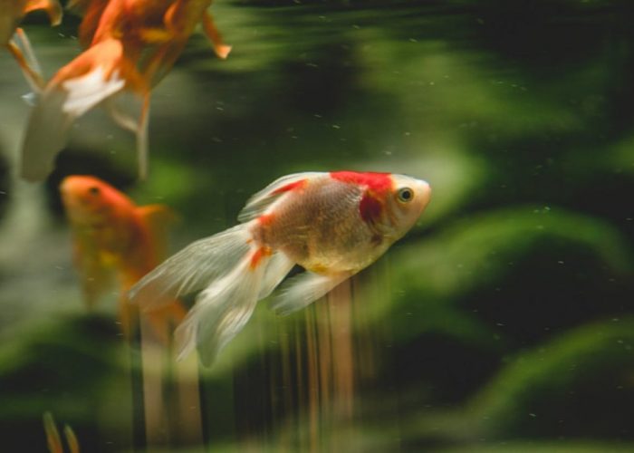 fish Pet sitting fish