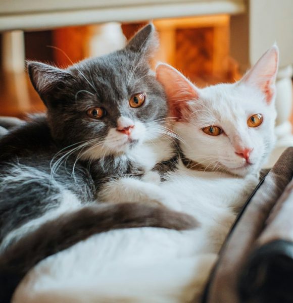 Grey and white cats White cat and grey cat cuddling up