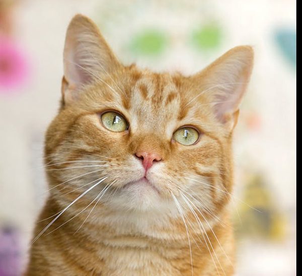 ginger cat cat sitting in Coylton photo