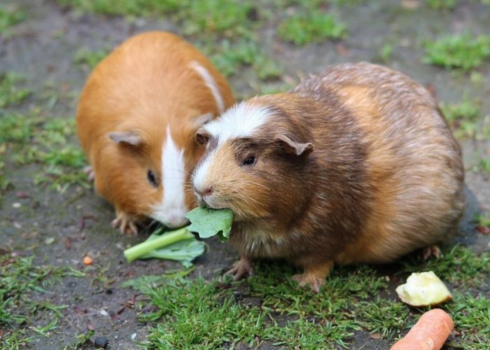 Guinea Pigs pet sitting photo