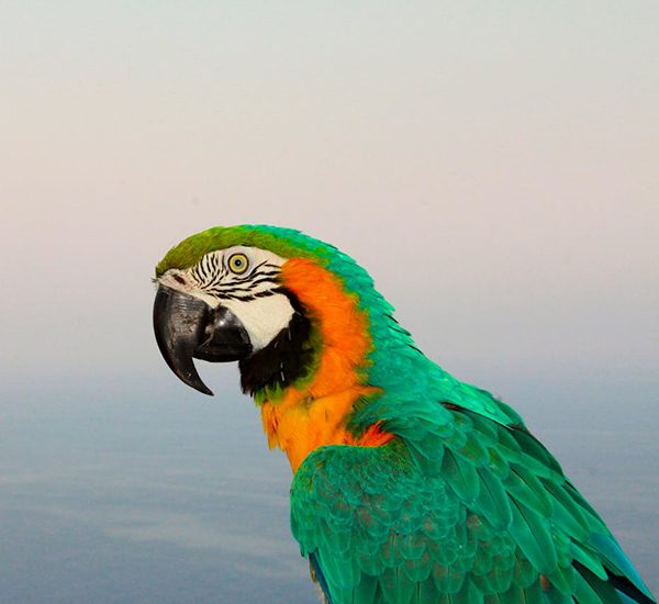 parrot Parrot during pet sitting visit