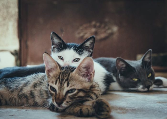 3 cats on a bed