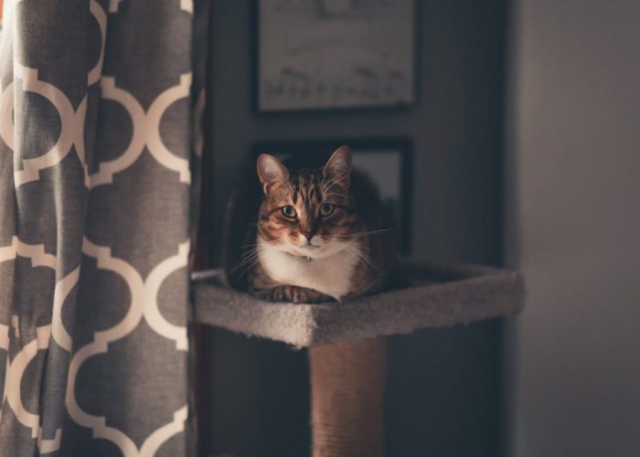 tabby next to a curtain tabby next to a curtain during a cat sitting visit