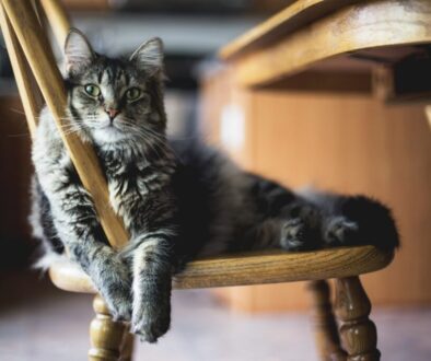 Grey and white longhaired cat lying on a wooden chair