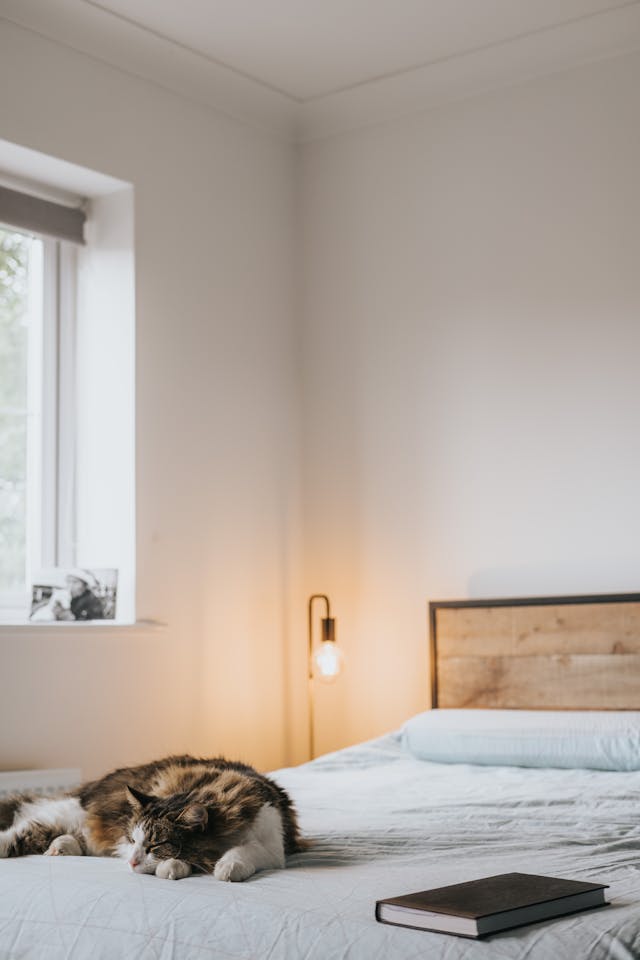 Common Myths About Cat Sitters – Busted! 1 pexels anete lusina 5240576 Cat enjoying life at home after hiring cat sitters