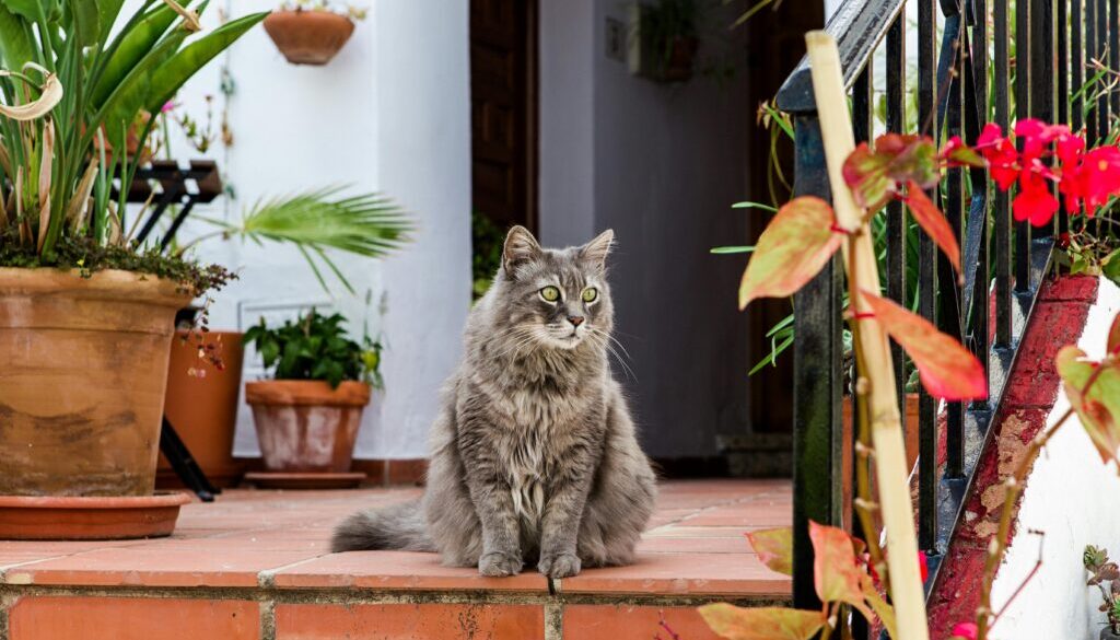 Grey cat sitting on a step