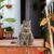 Grey cat sitting on a step