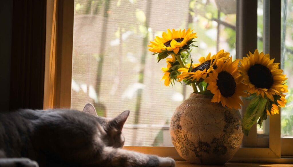 lonely cat