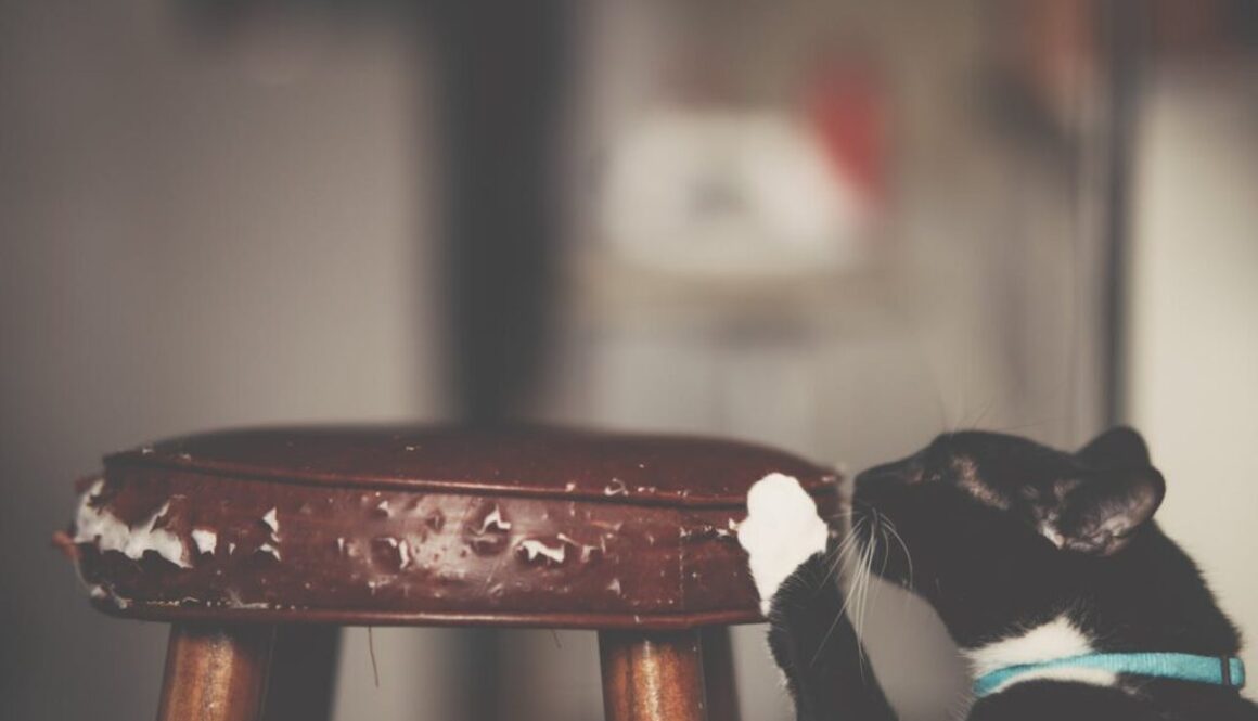 Black and whte cat scratching a stool
