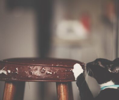 Black and whte cat scratching a stool