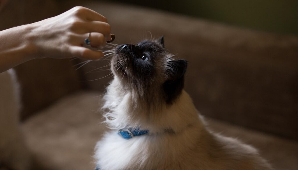 Cat eating a treat