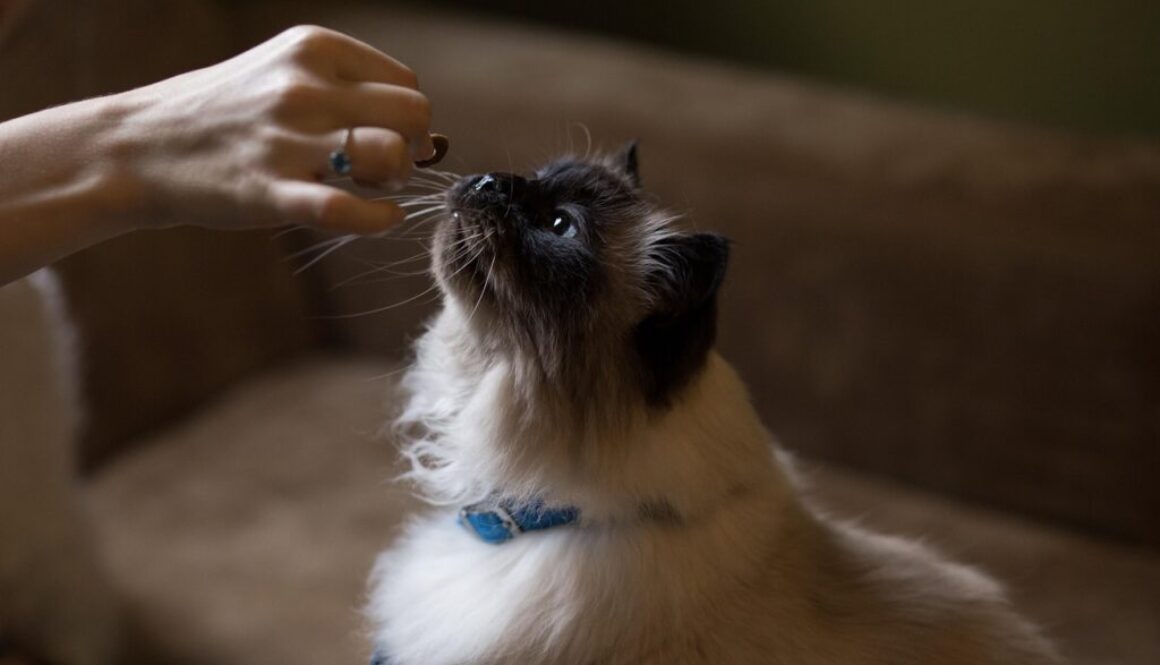 Cat eating a treat