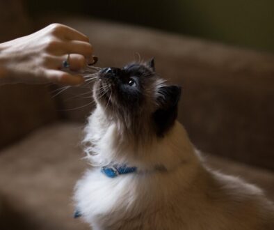 Cat eating a treat