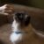 Cat eating a treat