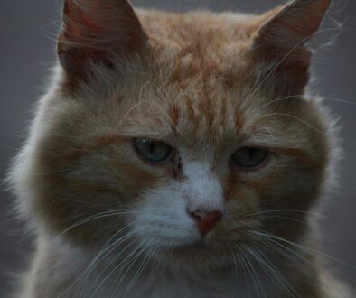 Sad looking cat