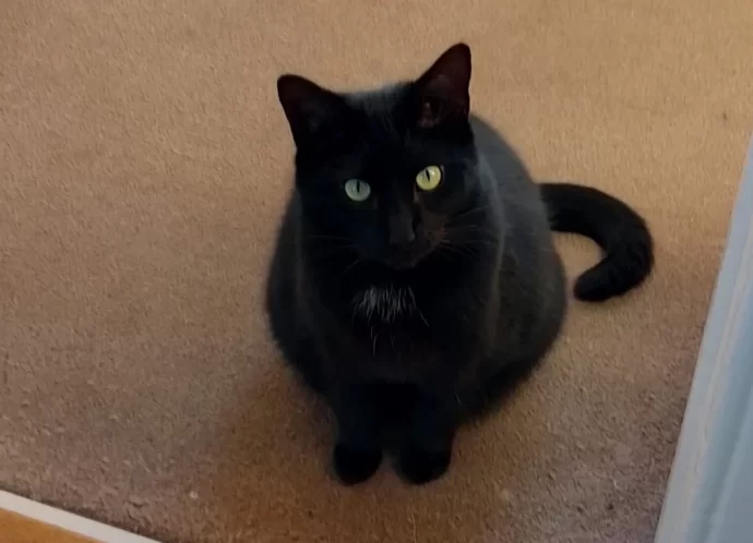 Ayr Cat Sitting service with Arlo