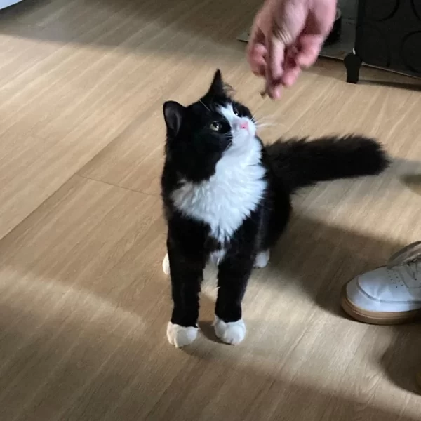 cat sitting in Ayr photo