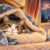 Cosy cat during fireworks